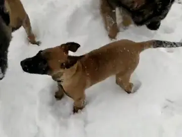 Muchos han disfrutado de las intensa nevadas de las últimas horas Muchos han disfrutado de las intensa nevadas de las últimas horas