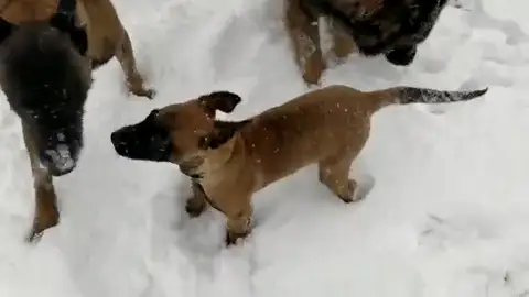 Muchos han disfrutado de las intensa nevadas de las últimas horas Muchos han disfrutado de las intensa nevadas de las últimas horas