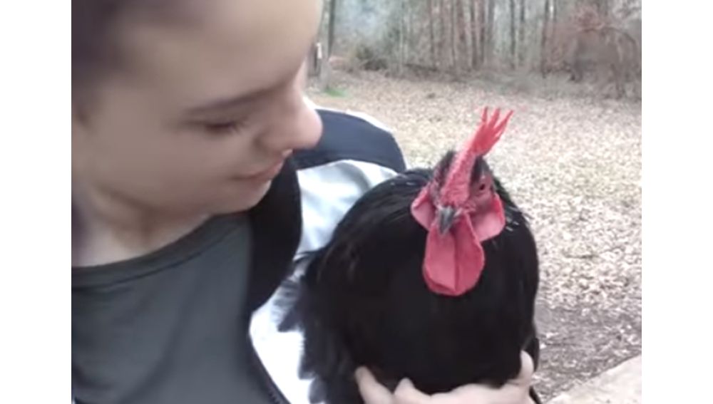 gallo-y-due%C3%B1a-2.png