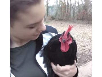 gallo-y-due%C3%B1a-2.png gallo-y-due%C3%B1a-2.png