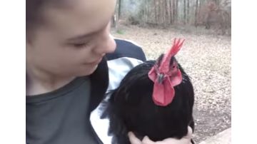gallo-y-due%C3%B1a-2.png