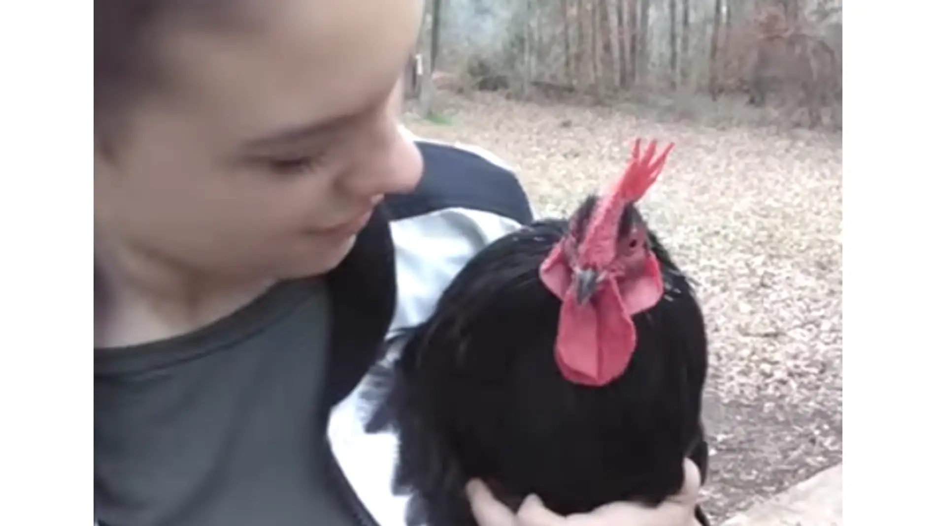 gallo-y-due%C3%B1a-2.png