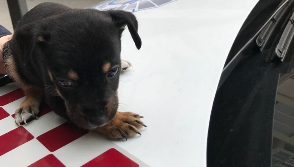 Cachorro de perro rescatado en Cartagena
