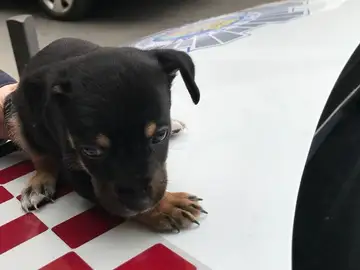 Cachorro de perro rescatado en Cartagena Cachorro de perro rescatado en Cartagena