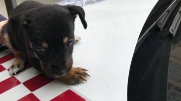 Cachorro de perro rescatado en Cartagena