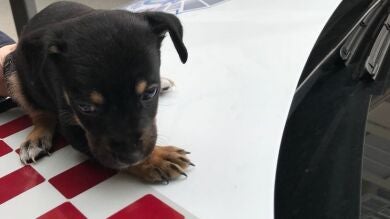 Rescatan a un cachorro de perro con una pequeña malformación de nacimiento que había sido lanzado a un solar de Cartagena