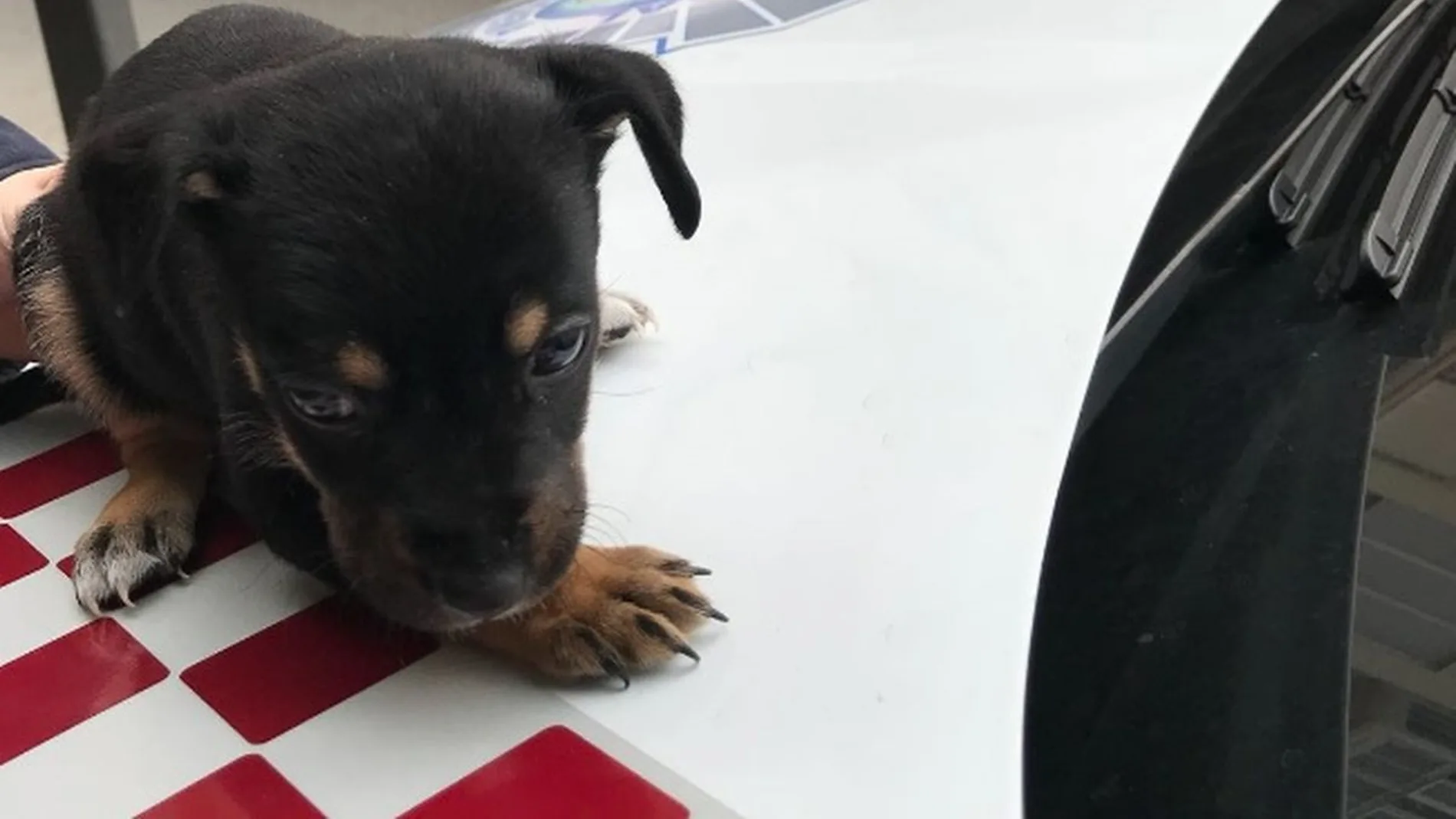 Cachorro de perro rescatado en Cartagena Cachorro de perro rescatado en Cartagena