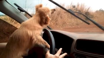 perro-limpiaparabrisas.jpg