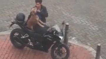 perromotoviajar.jpg