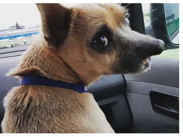 Lucky, el perro operado en Valencia Lucky, el perro operado en Valencia