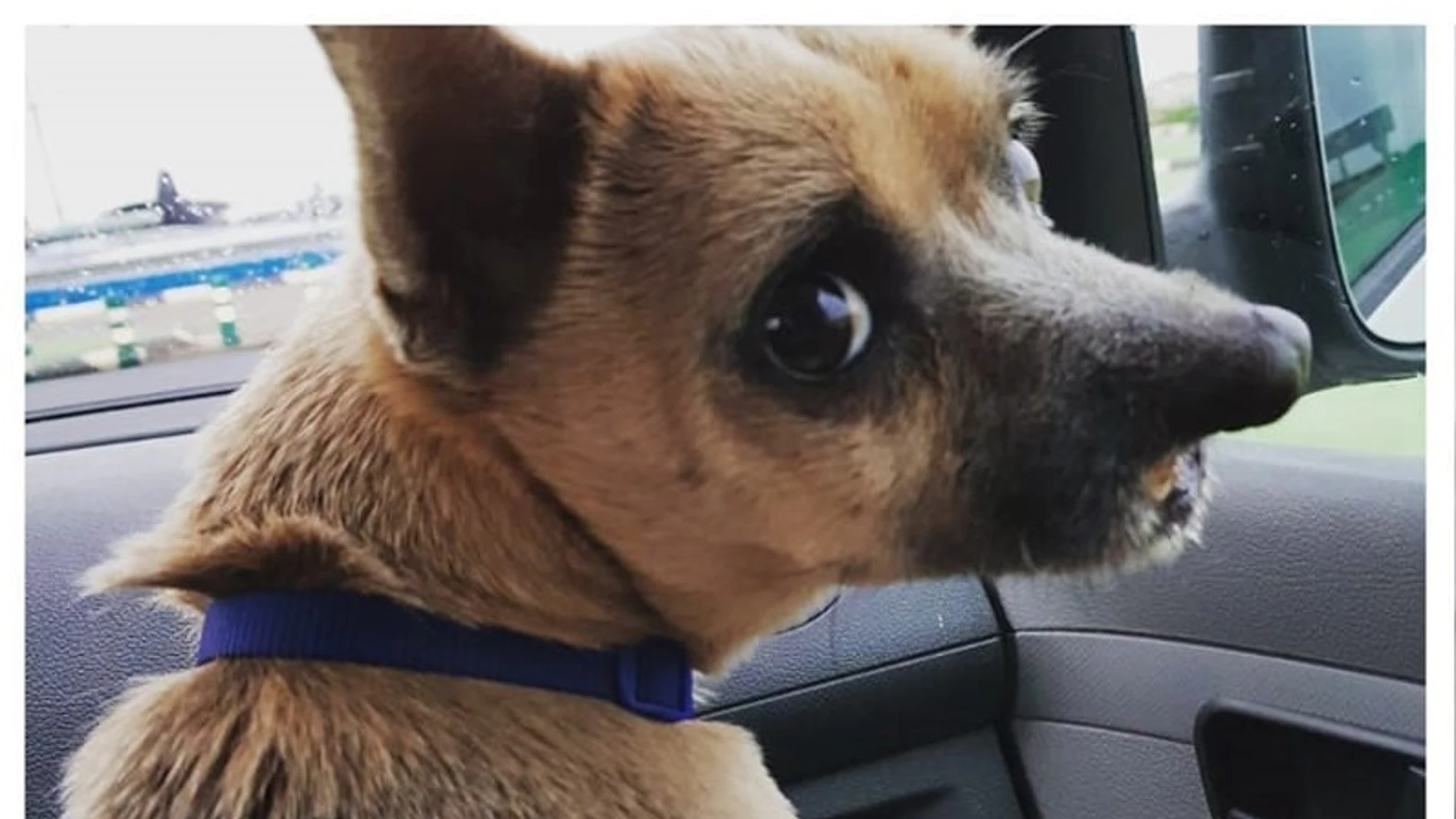 Lucky, el perro operado en Valencia Lucky, el perro operado en Valencia