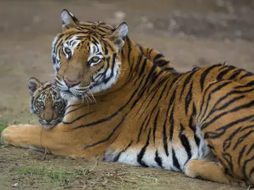 Un tigre con su cría Un tigre con su cría