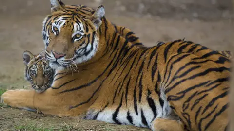 Un tigre con su cría Un tigre con su cría