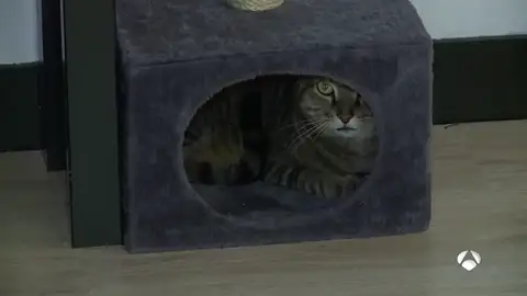 GATOTECAS GATOTECAS
