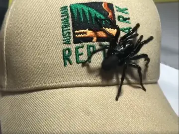 Una araña 'Colossus' Una araña 'Colossus'