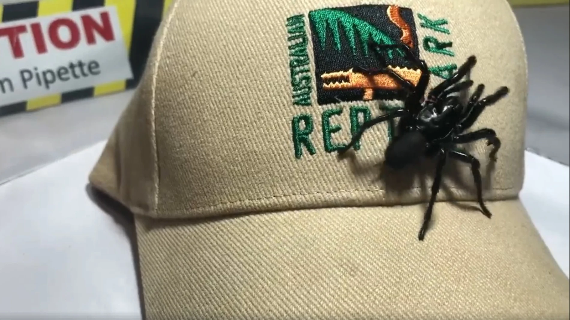 Una araña 'Colossus' Una araña 'Colossus'