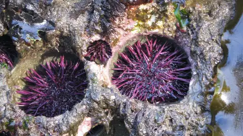 Los erizos de mar son los escultores de las rocas donde viven Los erizos de mar son los escultores de las rocas donde viven