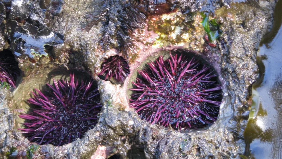 Los erizos de mar son los escultores de las rocas donde viven