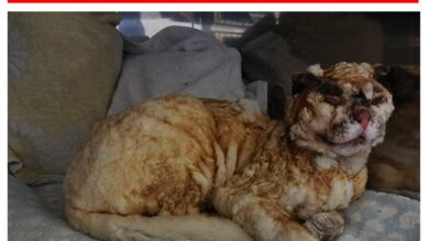 Ofrecen 1.000 euros de recompensa por datos que permitan identificar a quien quemó vivo a un gato en Pontevedra