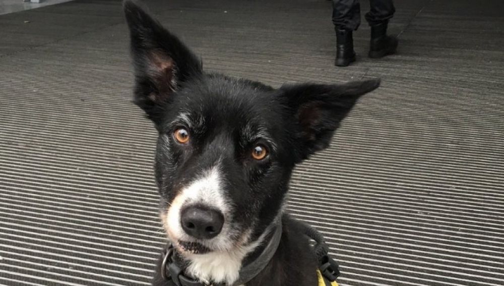 Perro policía premiado