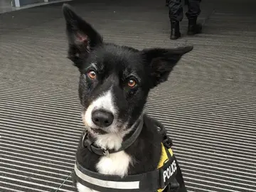 Perro policía premiado Perro policía premiado