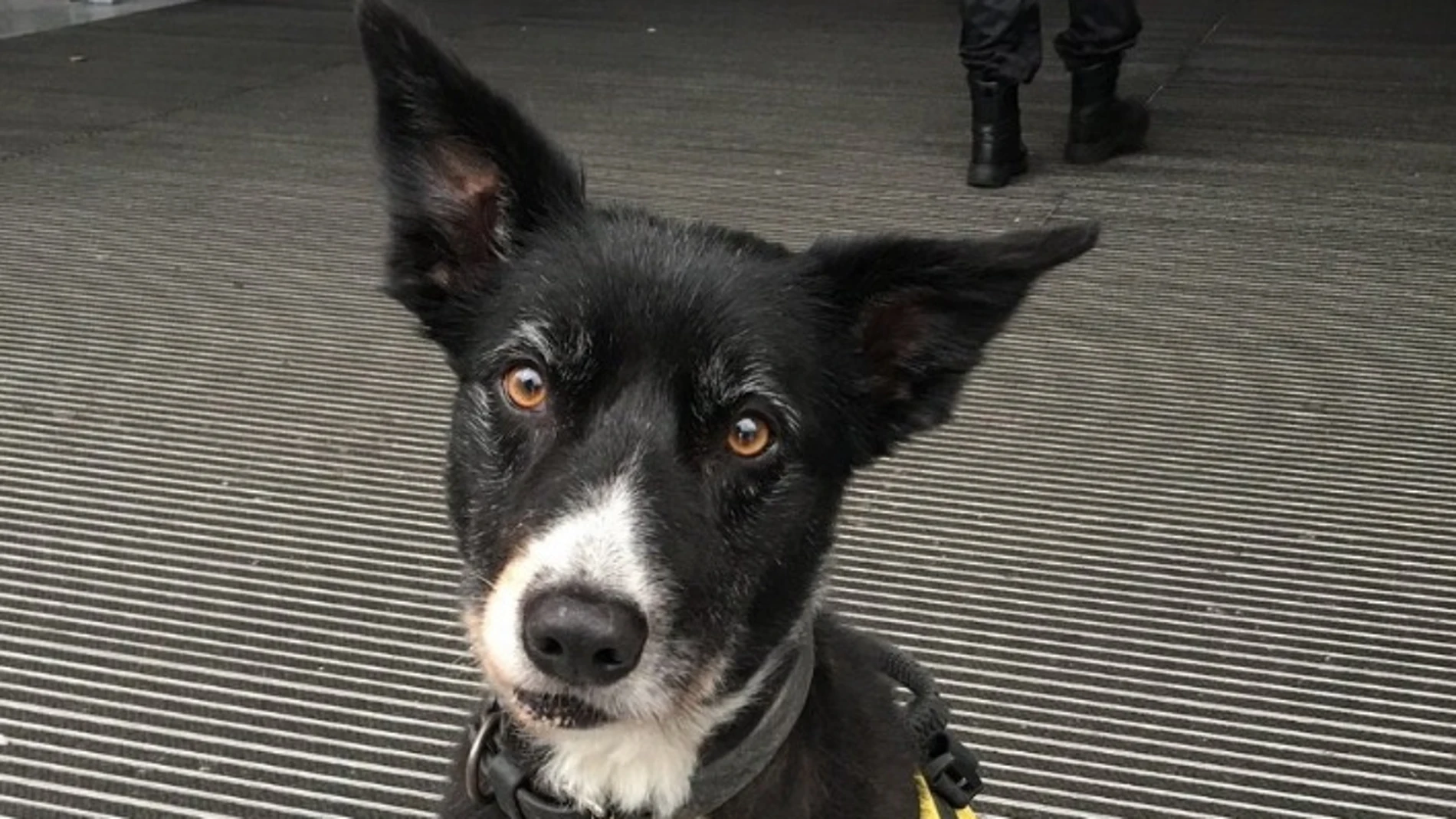 Perro policía premiado Perro policía premiado