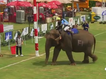 POLO ELEFANTES POLO ELEFANTES