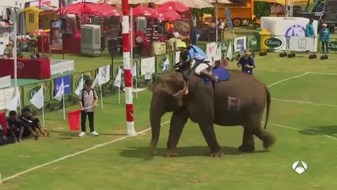 POLO ELEFANTES POLO ELEFANTES