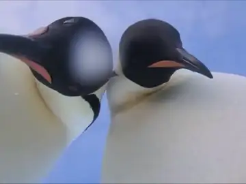 Dos pingüinos se suman a la moda del selfie Dos pingüinos se suman a la moda del selfie