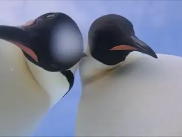 Dos pingüinos se suman a la moda del selfie Dos pingüinos se suman a la moda del selfie