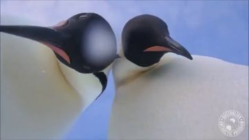 Dos pingüinos se suman a la moda del selfie