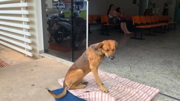 Un perro sigue esperando que salga del hospital su dueño fallecido