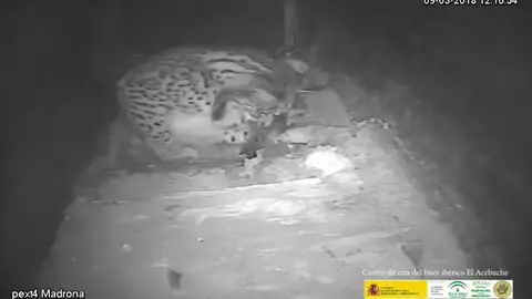 Nacen en Cáceres los tres primeros cachorros de lince ibérico de 2018 Nacen en Cáceres los tres primeros cachorros de lince ibérico de 2018