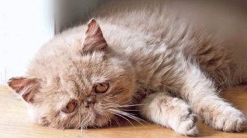 Gato triste