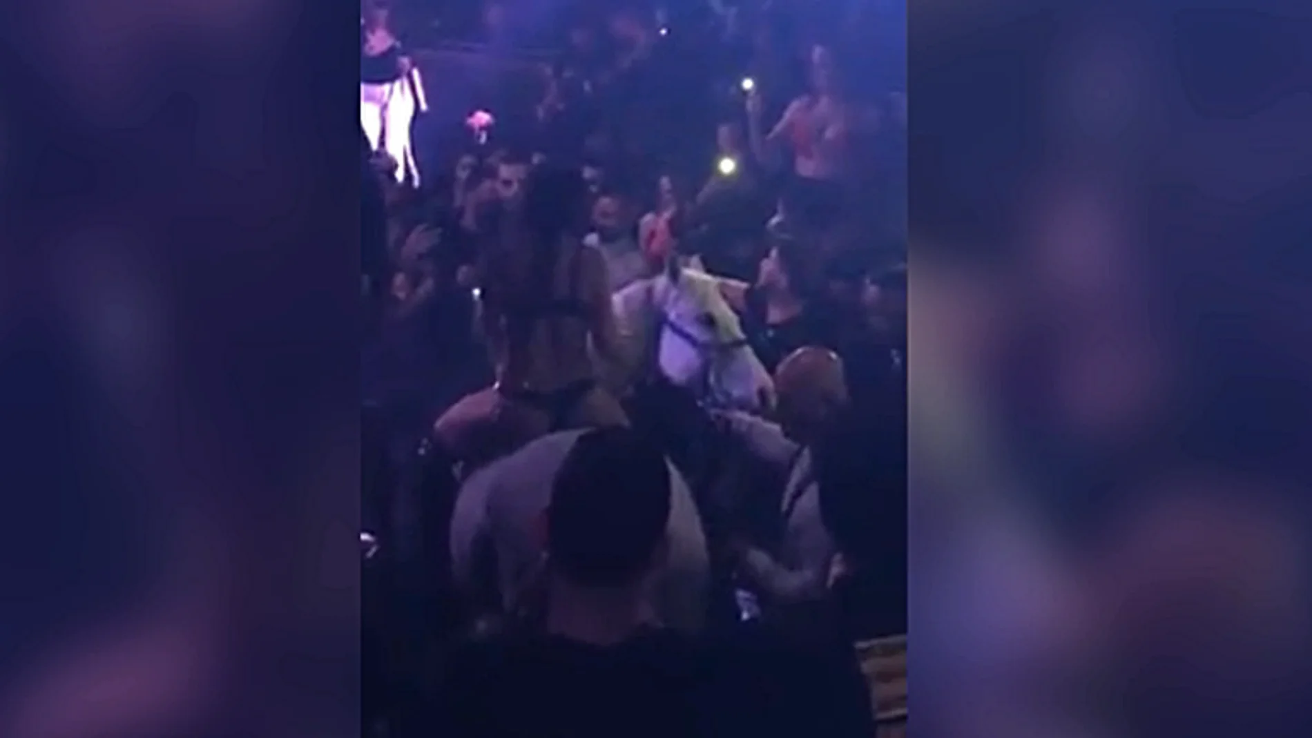 Meten un caballo en una discoteca de Miami Meten un caballo en una discoteca de Miami