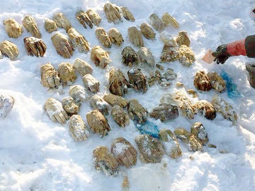 Hallan decenas de manos en Siberia