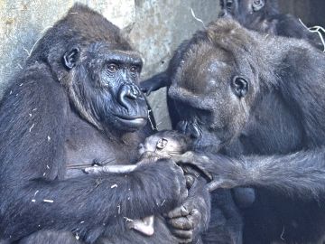 La cría de gorila recién nacida