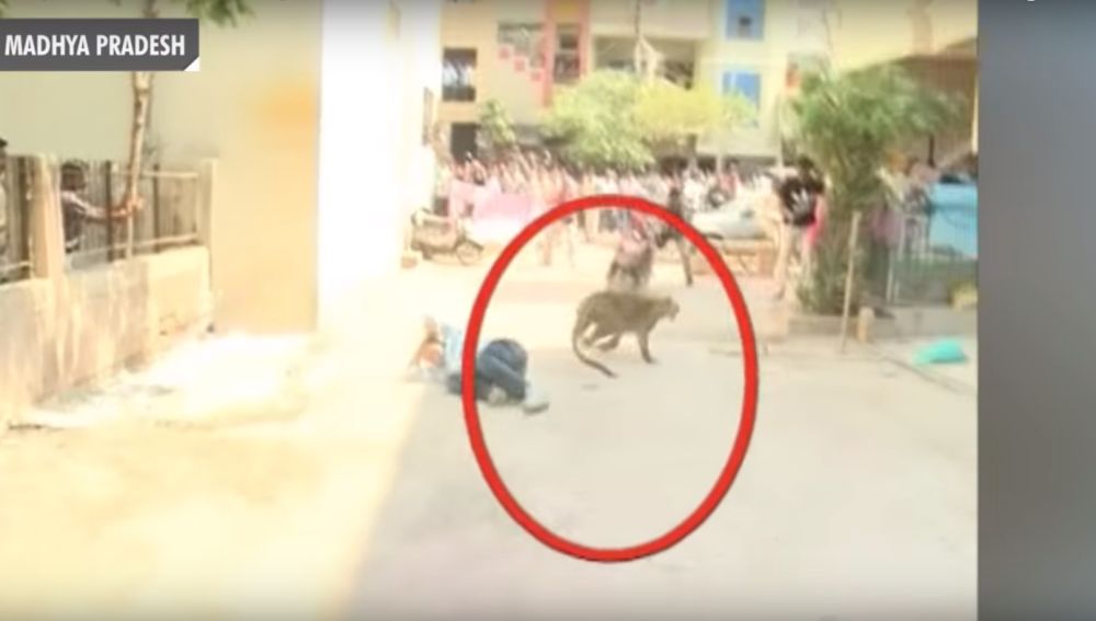 Un leopardo causa el pánico