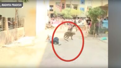 Un leopardo desata el pánico en las calles de una ciudad india 