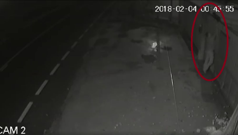 Un hombre tira por los aires a una perra embarazada