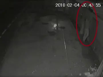 Un hombre tira por los aires a una perra embarazada Un hombre tira por los aires a una perra embarazada