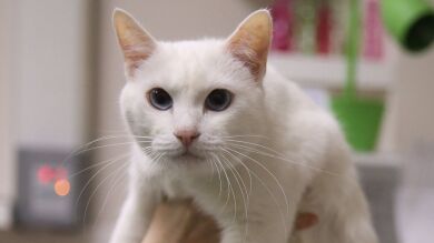 El gato sordo Aquiles, nombrado pronosticador del Mundial de Rusia