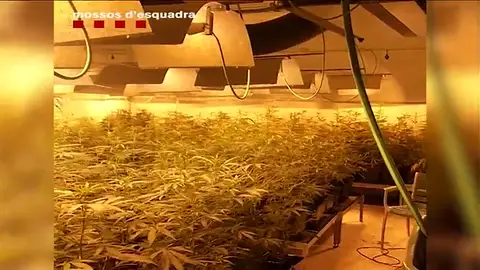 Ocho detenidos por tráfico de drogas en L'Hospitalet de Llobregat y Piera, Barcelona Ocho detenidos por tráfico de drogas en L'Hospitalet de Llobregat y Piera, Barcelona
