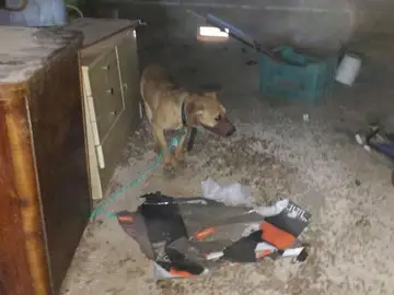 Un perro abandonado Un perro abandonado