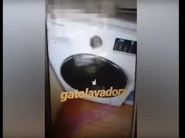 Imagen del vídeo del gato en el interior de la lavadora Imagen del vídeo del gato en el interior de la lavadora