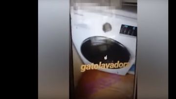 Imagen del v&iacute;deo del gato en el interior de la lavadora