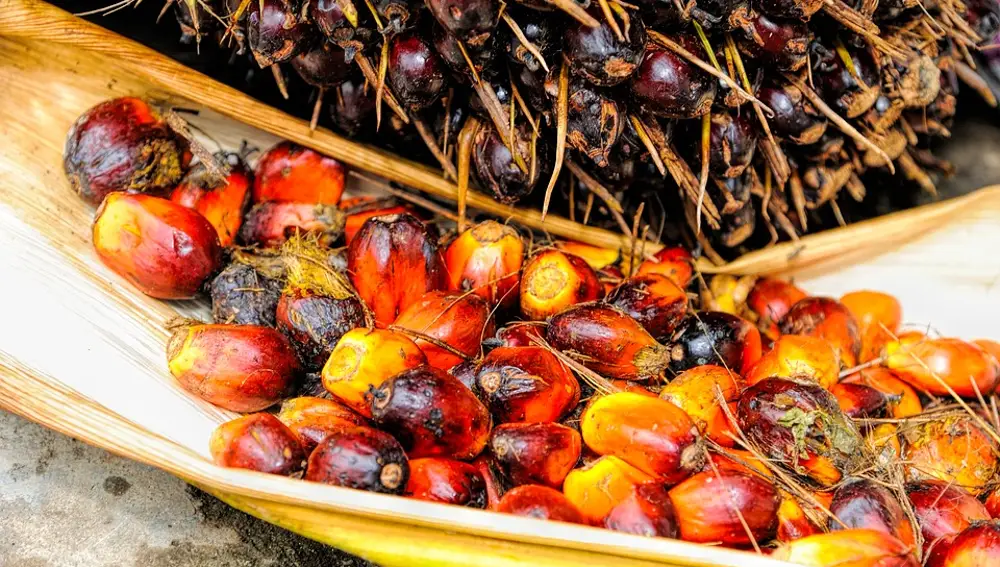 Los peligros del aceite de palma.