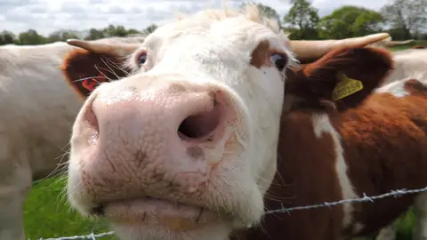 Vaca Vacas