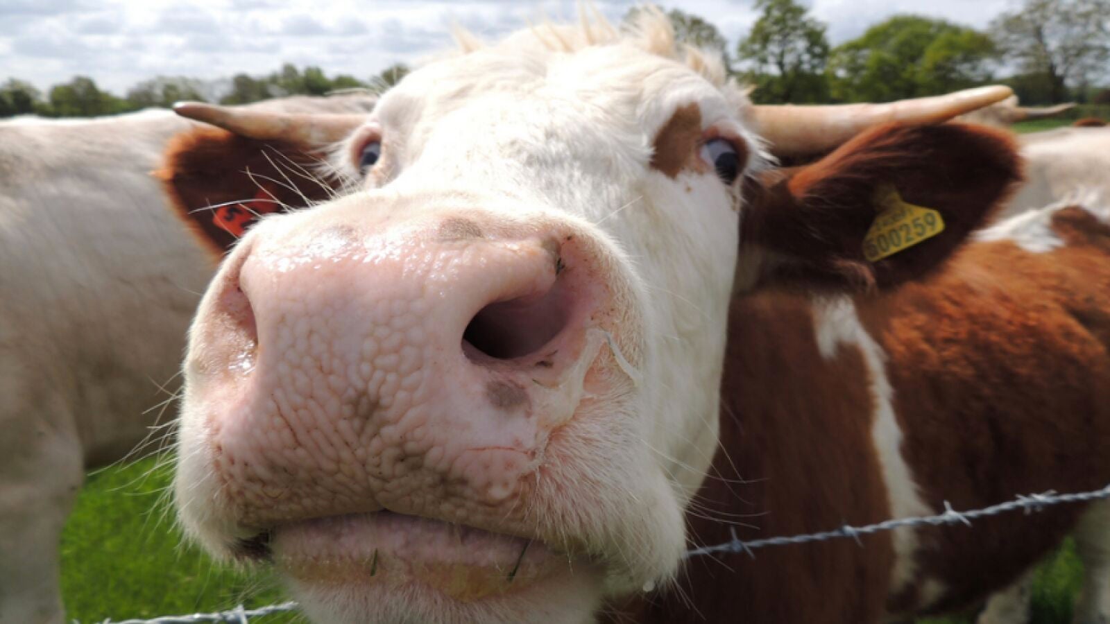 Cambio climático: ¿Contamina comer carne de vacuno?