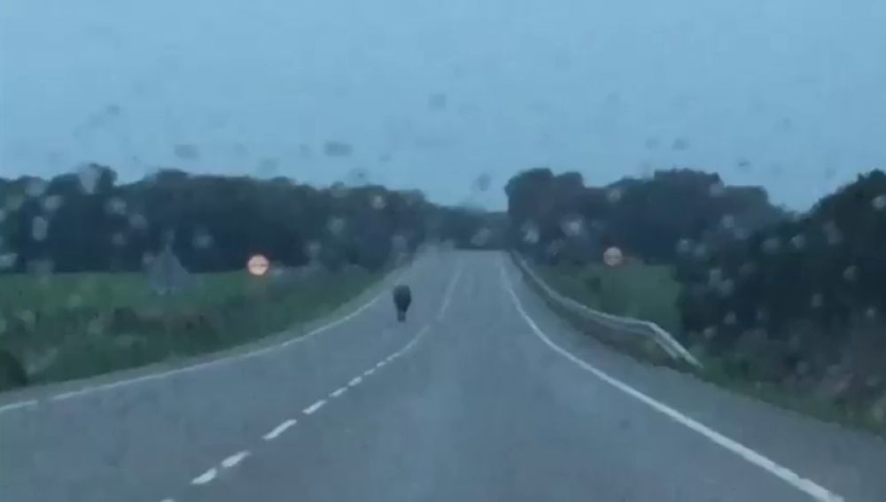 Un toro en mitad de la carretera